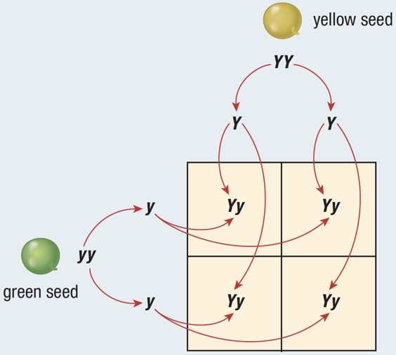 This is an image of a filled Punnett square for the Punnett interactive.