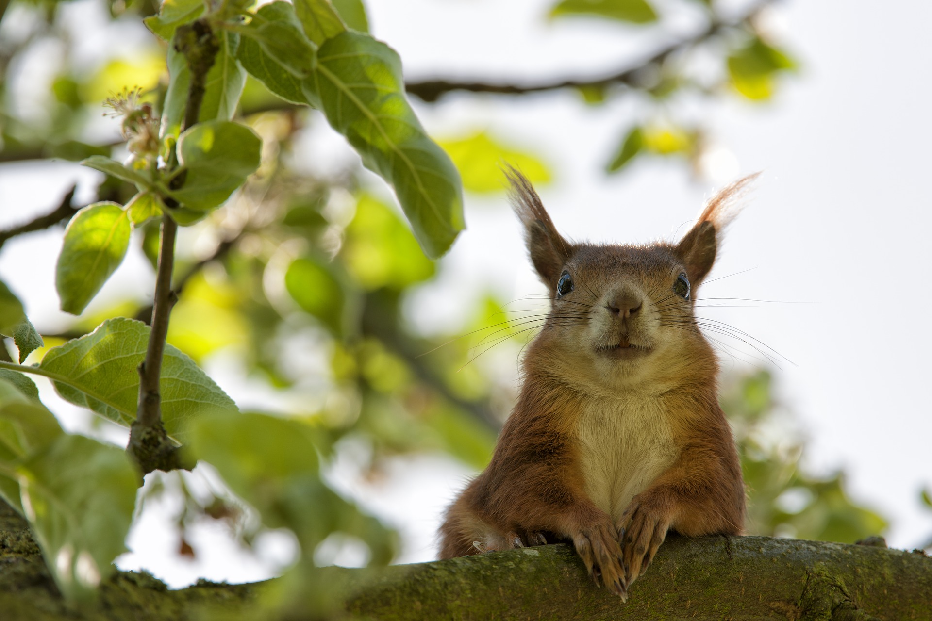 This is an image of a squirrel for the Selection interaction.