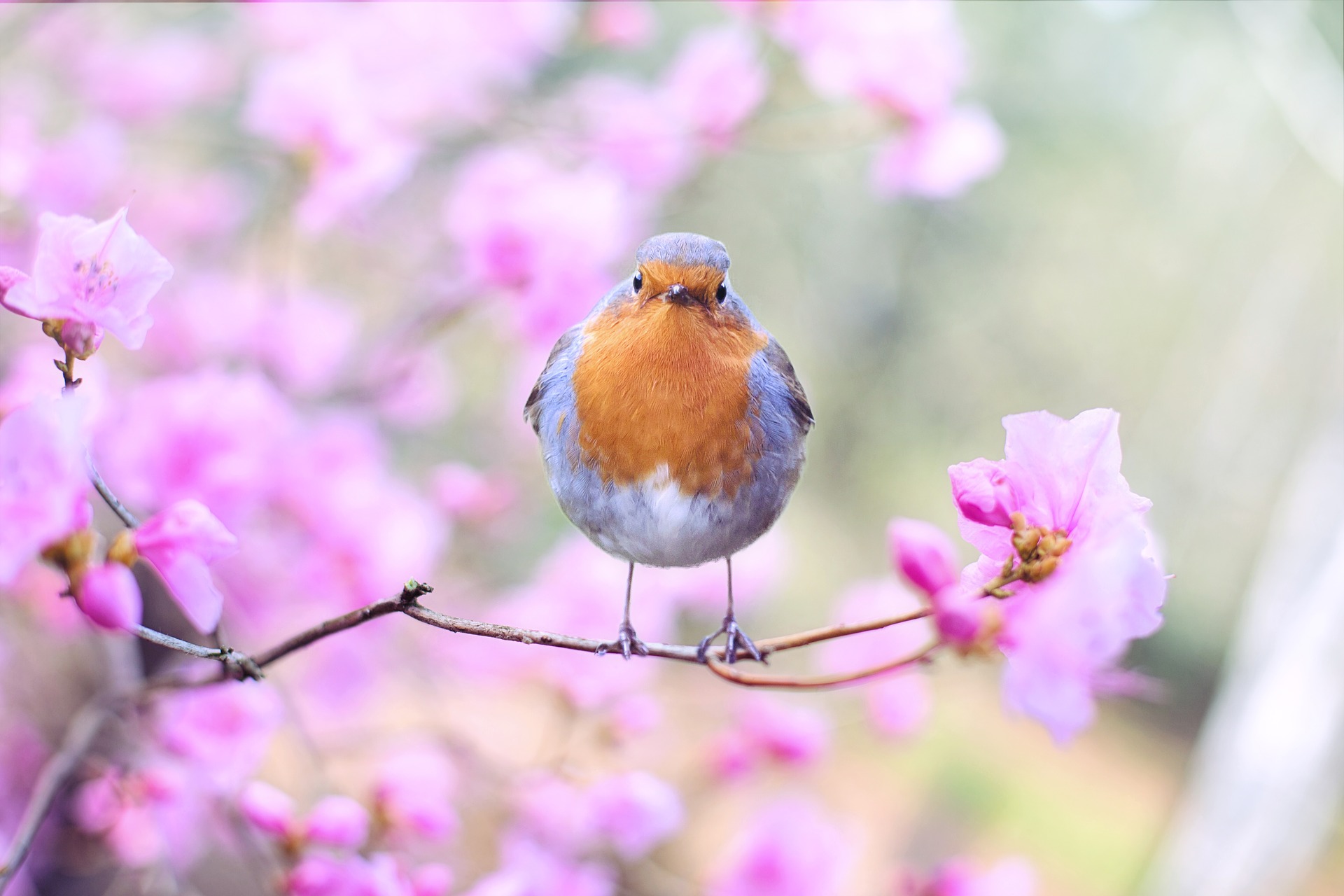 This is an image of a song bird for the Selection interaction.