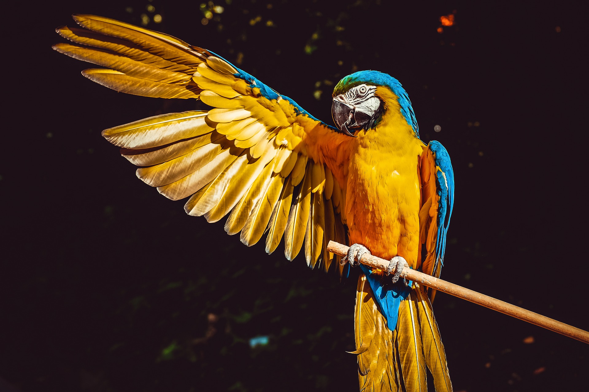 This is an image of a parrot for the Selection interactive.